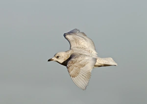 Iceland Gull - 2nd winter - vagrant in flight Iceland Gull - 2nd winter - vagrant in flight