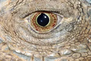 Reptiles And Amphibians Images Prints: Iguana: eye