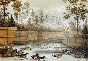 Illustration - Duck decoy in operation - entrance to decoy pipe with lure dog at work Illustration - Duck decoy in operation - entrance to decoy pipe with lure dog at work