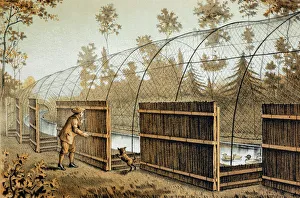 Illustration - Duck decoy in operation - entrance to decoy pipe with lure dog at work Illustration - Duck decoy in operation - entrance to decoy pipe with lure dog at work