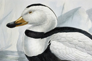 Illustration - Labrador Duck- male, from G D Rowley Extinct c1875 Illustration - Labrador Duck- male, from G D Rowley Extinct c1875