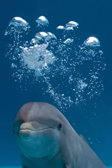 Marine Mammal Images Prints: IMG 8088