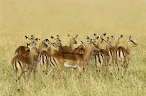 Jean Michel Labat Images Prints: Impala - group