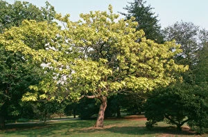 Images Dated 3rd August 2006: Indian Bean Tree