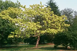 Prints of SGI-4772 CATALPA - Indian Bean tree Catalpa sp. Ardea London Please note that prints are for personal display purposes only and may not be reproduced in anyway. Images Dated 3rd August 2006: Catalpa Print - Indian Bean Tree SGI-4772