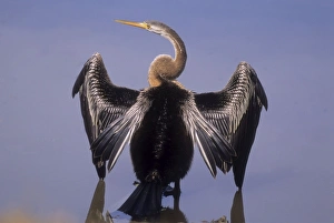 Indian Darter / Oriental Darter / Snakebird - drying outstretched wings Indian Darter / Oriental Darter / Snakebird - drying outstretched wings