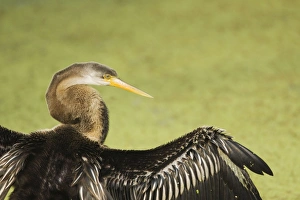 Indian Darter / Snakebird / Anhinga - Close up Indian Darter / Snakebird / Anhinga - Close up