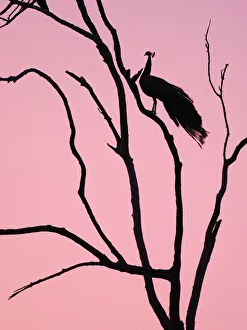 New images march 2022/indian peafowl roosting tree dawn pavo New images march 2022/indian peafowl roosting tree dawn pavo