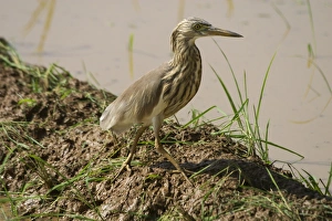 Indian Pond Heron - At waters edge Indian Pond Heron - At waters edge
