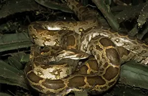 Indian Rock Python Print - Two Coiled Together, Keoladeo National Park