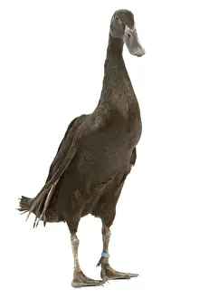 Indian Runner Duck Studio Print LA-4584