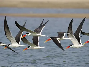 Indian Skimmer - flock in flight Rynchops albicollis Rajasthan, India BI032010 Date: 02-Feb-20 Indian Skimmer - flock in flight Rynchops albicollis Rajasthan, India BI032010 Date: 02-Feb-20