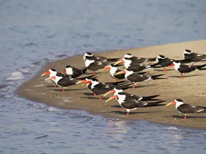 Indian Skimmer - flock on sandbank Rynchops albicollis Rajasthan, India BI032034 Date: 02-Feb-20 Indian Skimmer - flock on sandbank Rynchops albicollis Rajasthan, India BI032034 Date: 02-Feb-20
