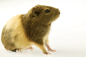 Indian Smooth-hair Guinea Pig Indian Smooth-hair Guinea Pig