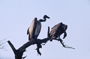 Indian White-backed / Indian White-rumped / Oriental White-backed Vulture - perched on tree Indian White-backed / Indian White-rumped / Oriental White-backed Vulture - perched on tree