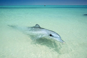 Indo-Pacific / Indian Ocean / Long-beaked Bottlenose Dolphin Indo-Pacific / Indian Ocean / Long-beaked Bottlenose Dolphin