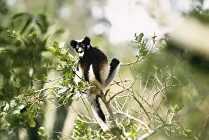 Madagascar Animal Photography Prints: Indri - in tree Madagascar