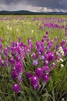 Intensely flowery mid-altitude prairie grassland, with Showy locoweed and Mountain Locoweed Intensely flowery mid-altitude prairie grassland, with Showy locoweed and Mountain Locoweed
