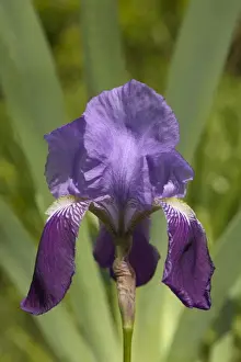 European Wildflower Images Prints: Iris - close-up of flower