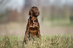 Irish Setter Breed Prints: Irish / Red Setter