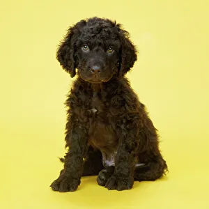 Irish Water Spaniel Dog - puppy Irish Water Spaniel Dog - puppy