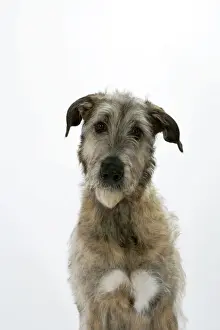 John Daniels Photography Prints: Irish Wolfhound