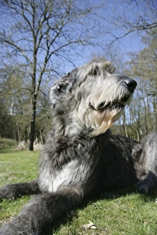 Irish Wolfhound lying in the garden Irish Wolfhound lying in the garden