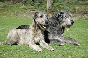 Irish Wolfhounds lying in the garden Irish Wolfhounds lying in the garden