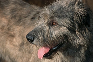 Irish Wolfshound Dog - Showing long tongue Irish Wolfshound Dog - Showing long tongue