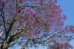 Prints of CLA-374 JACARANDA tree in bloom / blossom Australia Jacarada mimosifolia Mary Clay Please note that prints are for personal display purposes only and may not be reproduced in anyway. Images Dated 3rd August 2006: Jacaranda Tree in Bloom Print