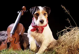 Jack Russell Dog Prints: Jack Russell - in gypsy setting