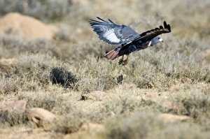 Jackal Buzzard - flying low in pursuit of prey Jackal Buzzard - flying low in pursuit of prey