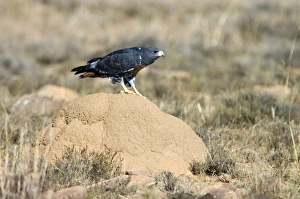 Jackal Buzzard - using termite mound as viewpoint for hunting prey Jackal Buzzard - using termite mound as viewpoint for hunting prey