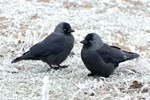 Prints of PM-10646 Jackdaws - in the frost Corvus monedula Pat Morris Please note that prints are for personal display purposes only and may not be reproduced in any way. Images Dated 2010 December: Jackdaws in the Frost Print, Corvus monedula