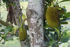 Artocarpus Heterophyllus Prints: Jackfruit - fruit