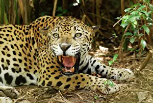 Prints of MAR-128 Jaguar Belize Panthera onca Thomas Marent Please note that prints are for personal display purposes only and may not be reproduced in any way. Jaguar Prints: Jaguar Belize Print