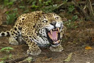 Jaguar Belize Print - Panthera onca