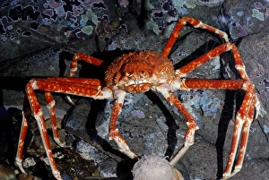 Japanese Giant Spider Crab Japanese Giant Spider Crab