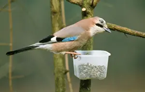 British Garden Birds In Winter Prints: Jay - at bird feeder in winter