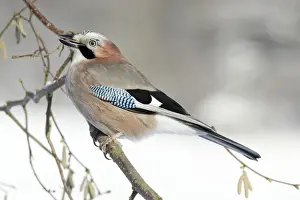 Prints of USH-3898 jay - perched in hazelnut bush, winter Lower Saxony Related Prints: Jay perched in hazelnut bush, winter Print