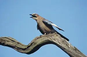 Garrulus Glandarius Species Prints: Jay - sounding alarm