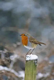 John Daniels Wildlife Art Prints: Robin