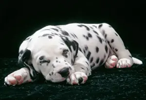 Dalmatian Puppy Print
