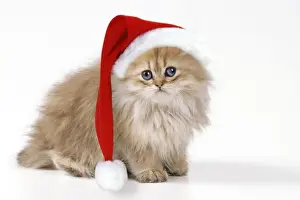 Holiday Pet Photos Prints: JD 16219-M