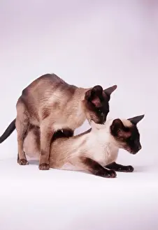 Siamese Cat Mating Print