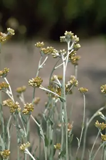 Plant Photography Prints: Jersey Cudweed