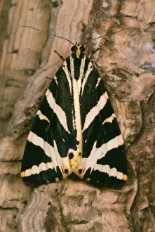 Jersey Tiger Moth Print (Euplagia quadripunctaria)