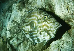 John Dory Fish Prints: John Dory Fish Disruptine lines / pattern, UK marine