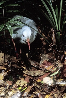 Kagu (Rhynochetos jubatus) hen approaching egg Kagu (Rhynochetos jubatus) hen approaching egg