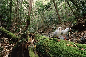 Kagu (Rhynochetos jubatus) mating pair Kagu (Rhynochetos jubatus) mating pair